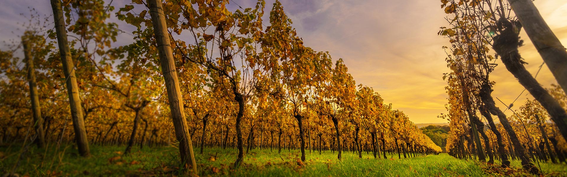 Lörrach & die Regio - touristische Vielfalt - Sonnenuntergang Rebberg